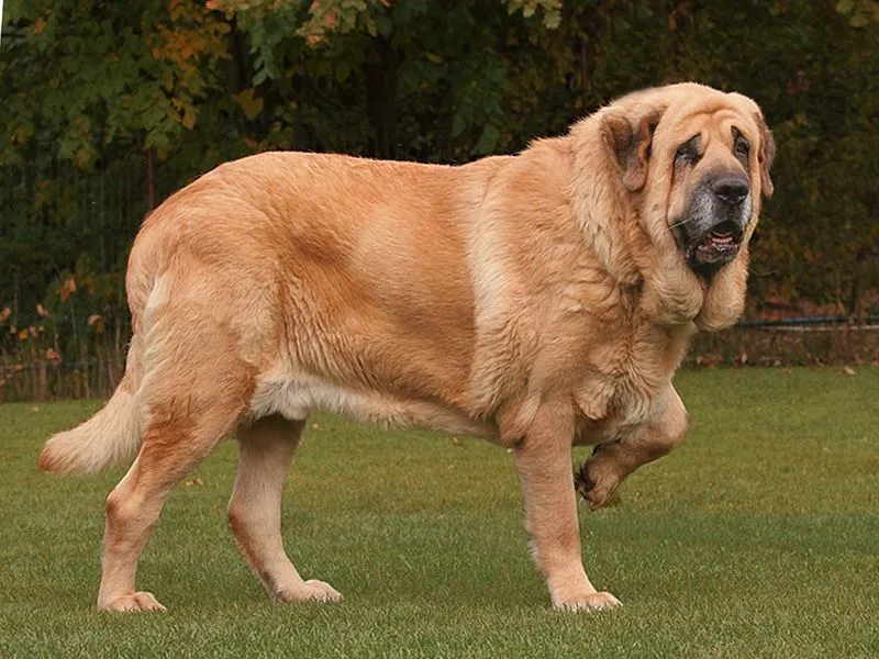 Kumaon Mastiff